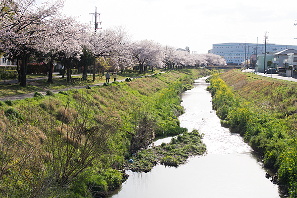 八田川と桜