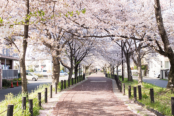 水道道奥の桜