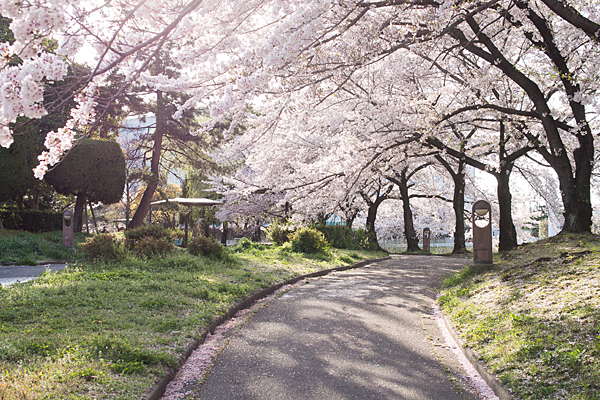 八田川沿いの桜