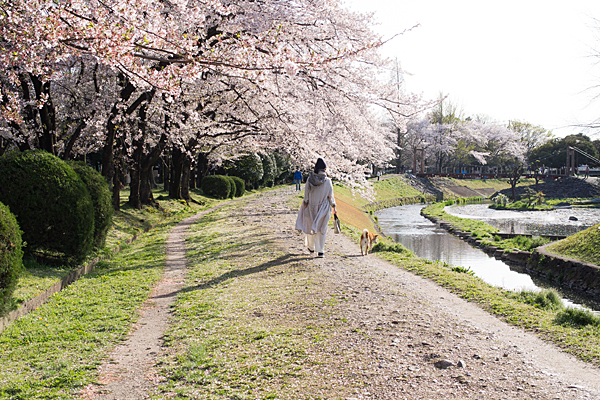 三つ叉公園近くの桜