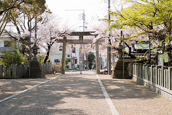 富部神社境内と鳥居と桜