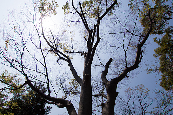 桜田八幡社境内の木と太陽