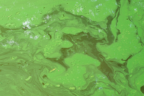藻色の水面