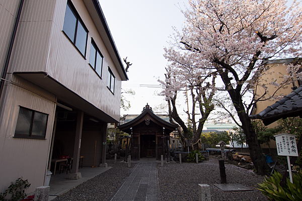 古傳馬神社拝殿と桜