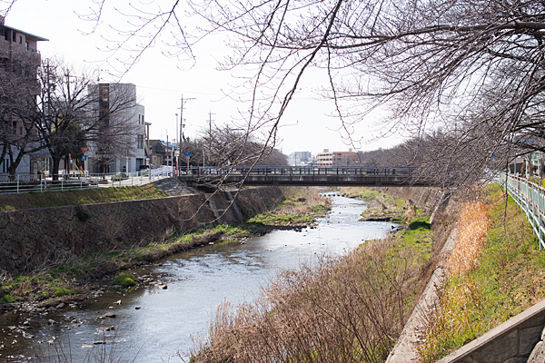 桜前の香流川と中島橋の風景