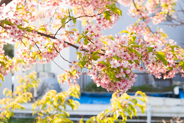 早咲きの桜の花