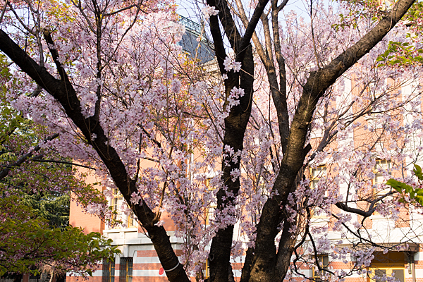 名古屋市市政資料館と桜