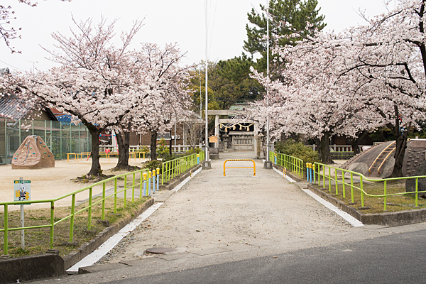 大乃伎神社参道と桜