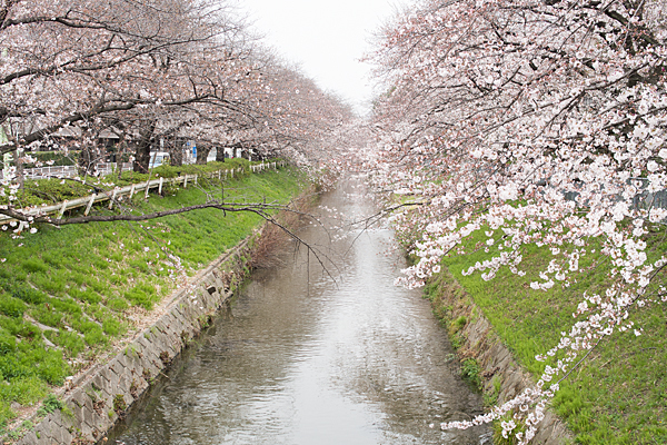 黒川桜