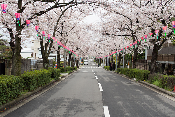 森孝八劔神社前の桜並木