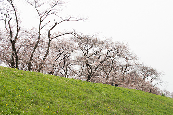 洗堰緑地土手の桜