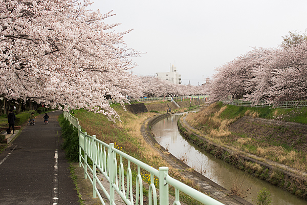 香流川沿いの桜並木
