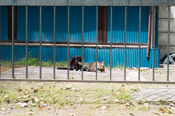 椿神明社猫たち