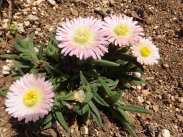 デロスペルマ・サザランディー（Delosperma sutherlandii）沙坐蘭,サザラン・淡いピンク花♪2017.05.02