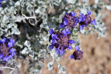 blog 12 395S near Olanch, Sage Flats Drive, Desert Sage (Salvia dorrii), CA_DSC2541-4.6.16.(2).jpg