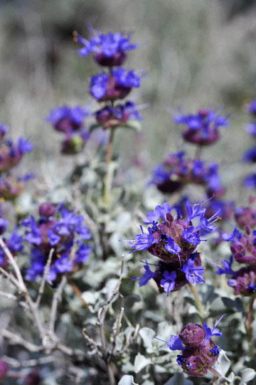 blog 12 395S near Olanch, Sage Flats Drive, Desert Sage (Salvia dorrii), CA_DSC2538-4.6.16.(2).jpg