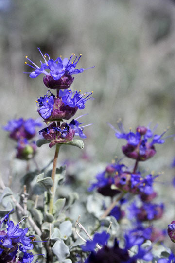 blog 12 395S near Olanch, Sage Flats Drive, Desert Sage (Salvia dorrii), CA_DSC2540-4.6.16.(2).jpg